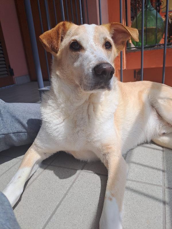 Charlie, tenero meticcio Foto 5